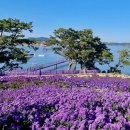 💜 전남 신안 퍼플섬: 라벤더 향기 가득한 보랏빛 천국 완벽 가이드