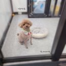 영블리 펫살롱 이미지