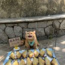 생선파는고양이 이미지