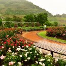 장성 꽃 화원 이미지