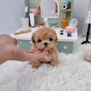 멍토피아 이미지