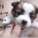 멍돌이와 멍순이 이미지