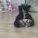 보드레 애견미용실 | 시흥 목감 애견미용 보드레도그 후기