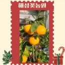 꽃보다 개 | 의정부 개업화분 잘하는 해성꽃농원 방문후기