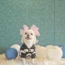 멍지트 이미지