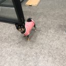 멍냥살롱 이미지