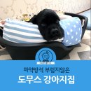 도무스 펫샵 이미지