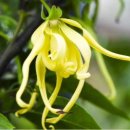 일랑일랑 이미지