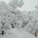 18년 2월 오대산 눈꽃 정기산행 신청 (70차) 이미지