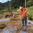용성농장 이미지