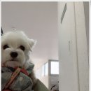 내사랑땡구 이미지