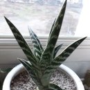 알로애 꽃집 이미지