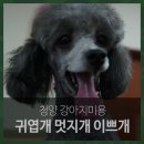 이쁘개 귀엽개 | 청양 강아지미용 잘 하는 곳 후기