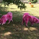 분홍강아지 이미지