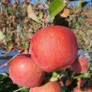 태송농원 이미지