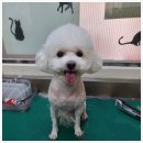 숲속 아지양이 네이버블로그