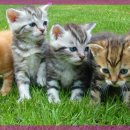 큰사랑동물병원 이미지