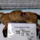 길동물병원 이미지