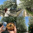 완산-78 | 전주 이팝나무 철길 축제 주차 꿀팁 5.2 실시간 후기 개화상황 소풍 데이트 도시락 청춘식탁