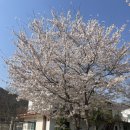 (주)로티엑스 | [경남캠핑] 운문 물소리 펜션 오토캠핑 추천후기 / 타프가 필요 없는 1-3번 사이트 / 벚꽃캠핑 후기