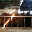 솔밭목장 이미지