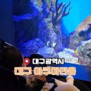 대구아이랑실내 체험하기 좋은 대구아쿠아리움 할인정보 및 인어쇼