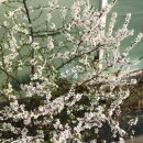 춘천하우스 | [춘천] 핀든하우스 카페 | 휘낭시에 맛집 | 내돈내산 후기