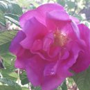 막골통나무펜션 이미지