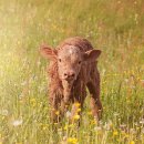 굿모닝복싱 이미지