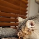 범과같이 이미지