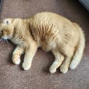 콜렌육십도 이미지