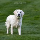 486독캠프 네이버블로그
