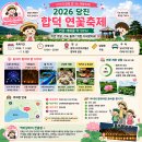 합덕리 | 당진 합덕 연꽃 축제 2026 연꽃 개화율 50% 드론쇼 낙하놀이 물놀이까지 총정리