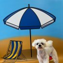 디디애견미용 이미지