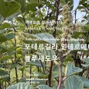 포테르길라 인테르메디아 '블루새도우' 야생화를 찾아서(191) 이미지