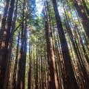 도그인 포레스트(Dog in forest) | [뉴질랜드 북섬 여행] #6. 로토루아(Rotorua) 여행 2일차 레드우드, 와카레와레와