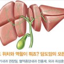 담도암 및 원인, 수술 (담관암, 성인 황달) 이미지