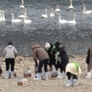 하남시, 고니들에게 '고구마' 먹이주고 이미지