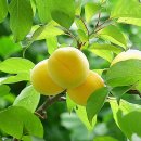 살구네집 이미지