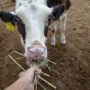 경성목장 이미지