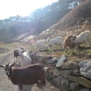 소명목장 이미지