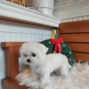 오구오구살롱 이미지