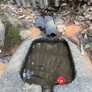 강진 바스락길 | 전남 강진 '붉은 동백꽃' 바스락길(26.3.14)