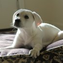 고덕 동물의료센터 이미지