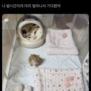 예쁜 나비 보고 갈래(실사니까 조금 징그러울수 있으니 미방있음) 이미지