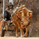 황소와농부 이미지