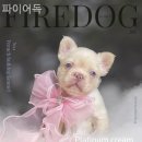 파이어독