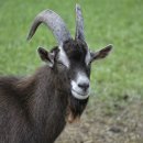 대한흑염소 이미지