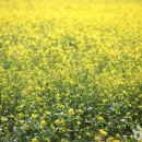 맹방유채꽃마을 이미지