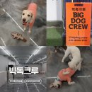 사하구-12 | 부산 사하구 대형견 호텔 유치원 "빅독크루" 데이케어 솔직 후기